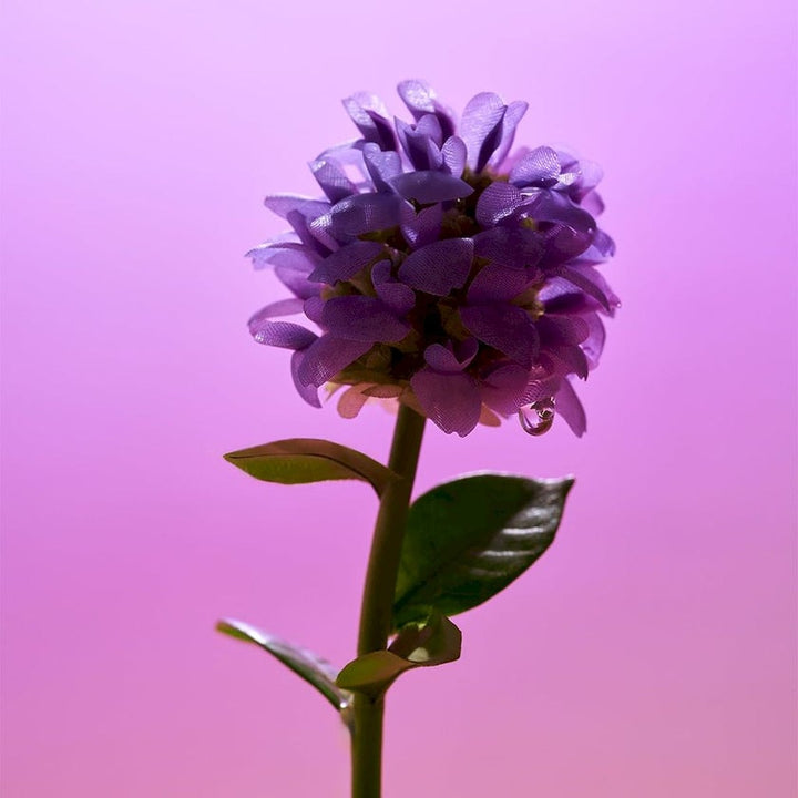 Eqqualberry Bakuchiol Plumping Serum 30 Ml